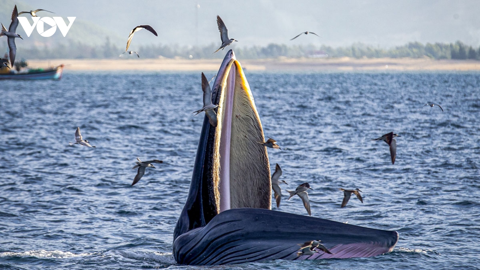 Blue whales spotted off south-central Vietnamese coast